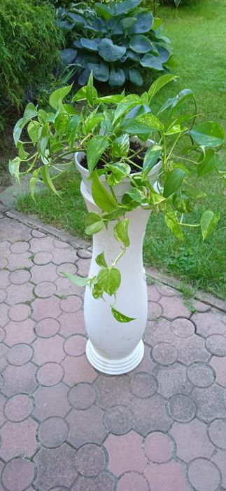 Кімнатна квітка ліана