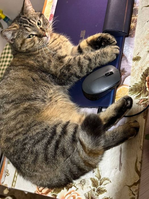 Пропала кошечка серая с рыжими пятнами