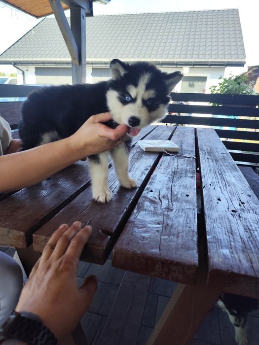 Śliczna suczka Syberian Husky