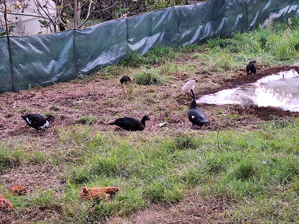 Patos mudos novos