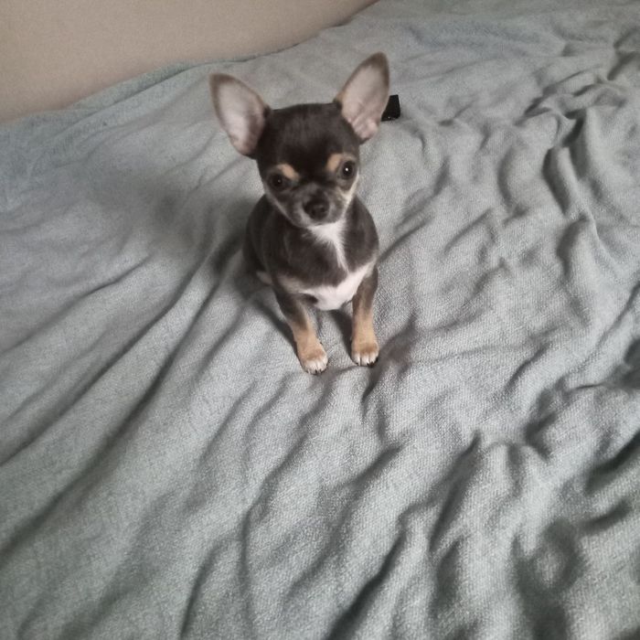 Мінічкі чихуашечки