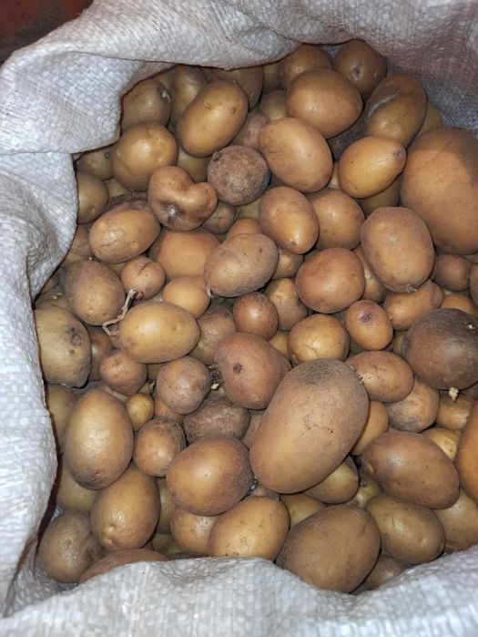 Продам дрібну картоплю для худоби