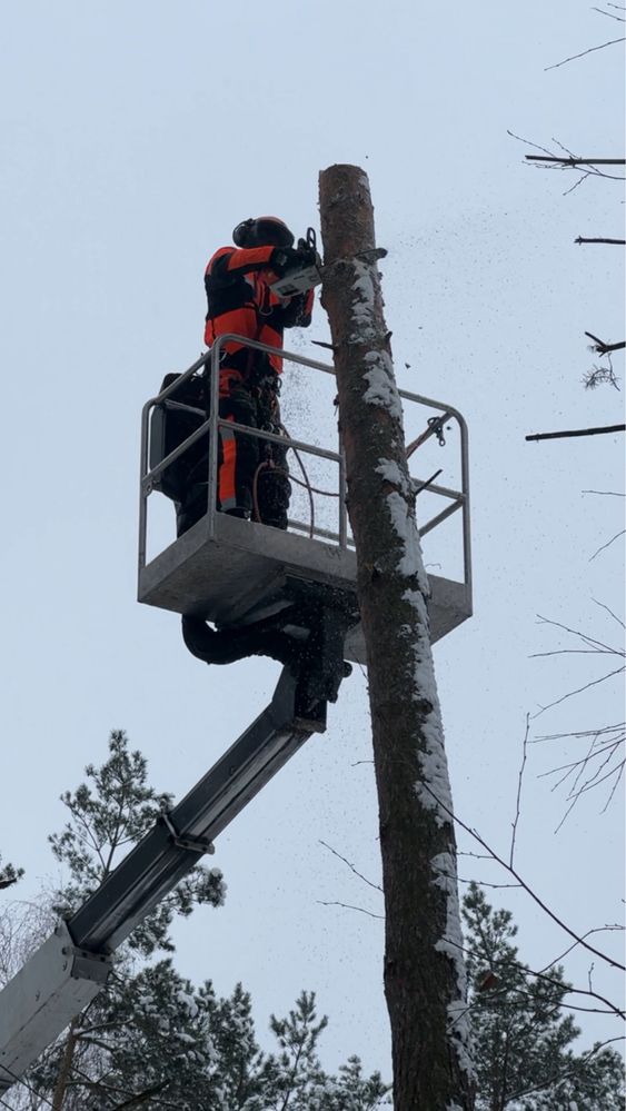 Wycinka Drzew Pielęgnacja Drzew Karczowanie Koszenie trawy Rzgów