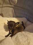 Chihuahua Sunia krótkowłosa czekoladowa