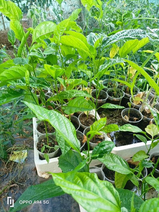 plantas tropicais de maracujá roxo