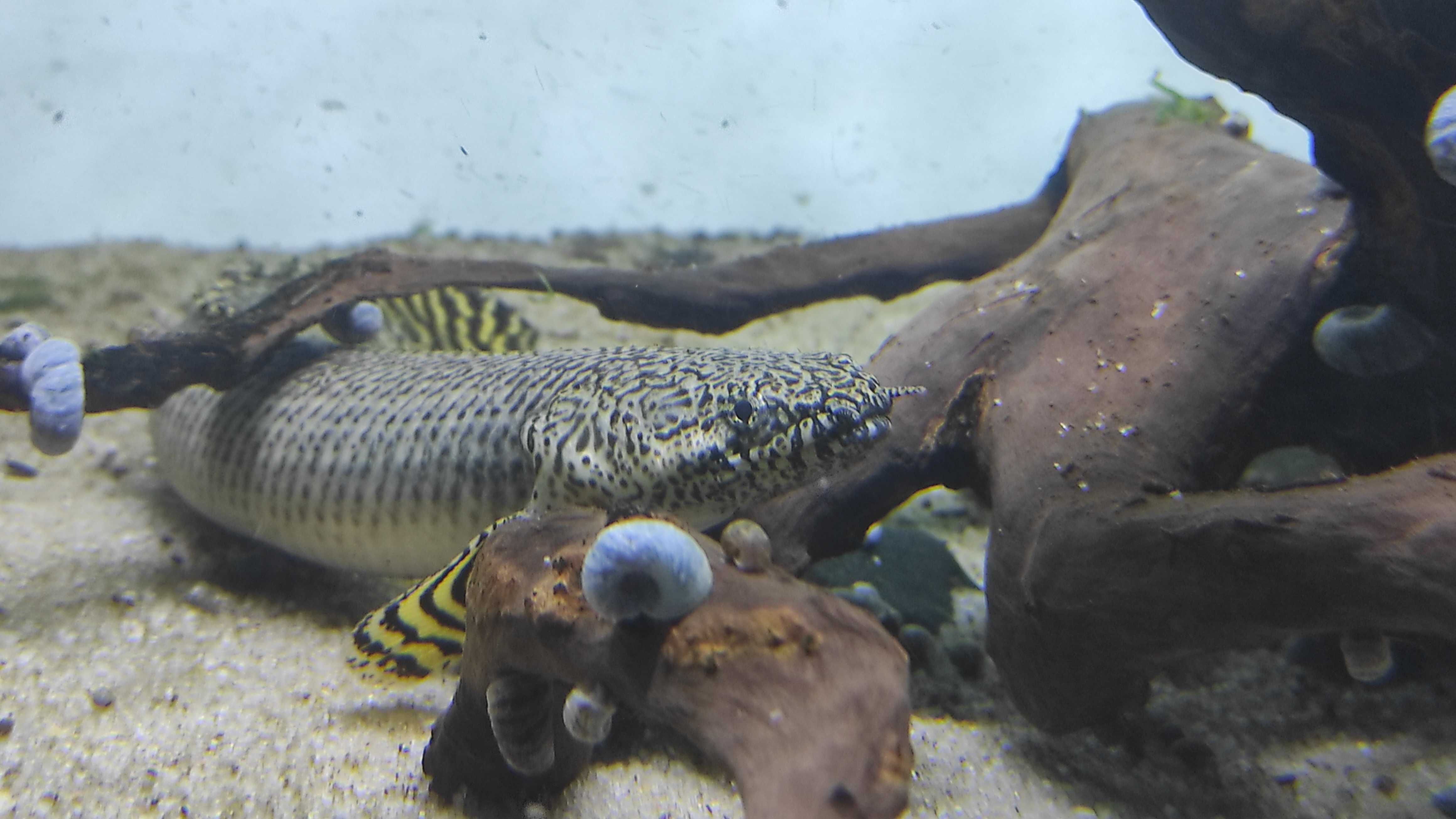 Polypterus Ornatipinnis 30cm