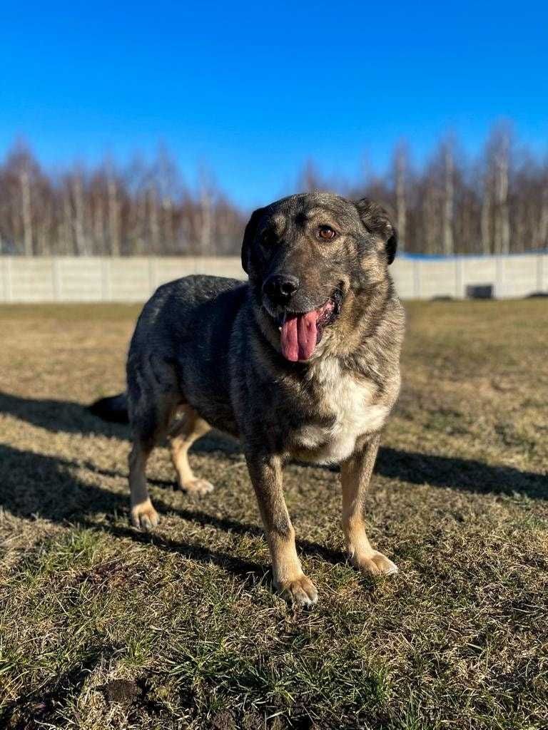 Misiek - kochany, duży psiak do adopcji :)