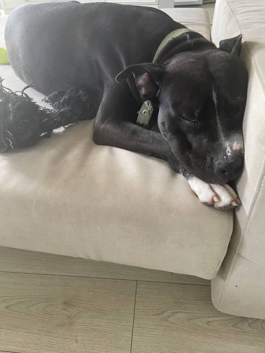 Пітбуль хлопчик шукає дім