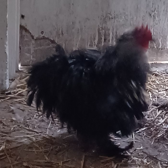 Sprzedam  koguta  orpintona