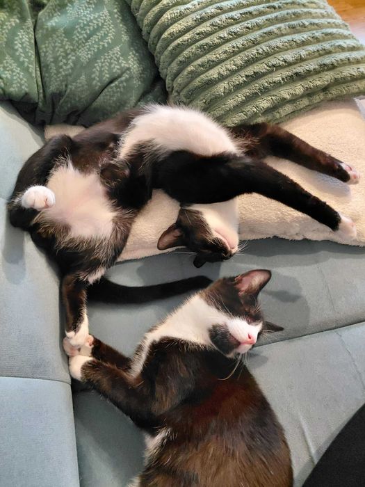 5 miesieczne kocurki do oddania