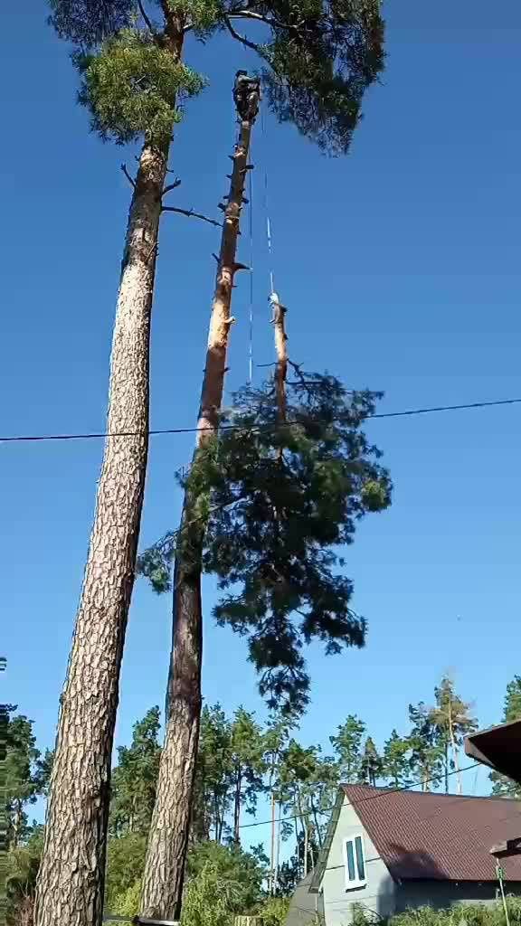 Професійне видалення дерев будь-якої складності