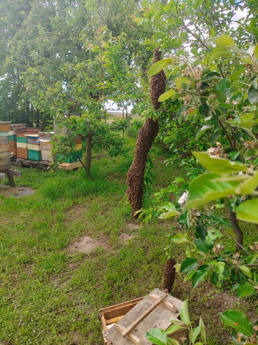 Miód z własnej pasieki