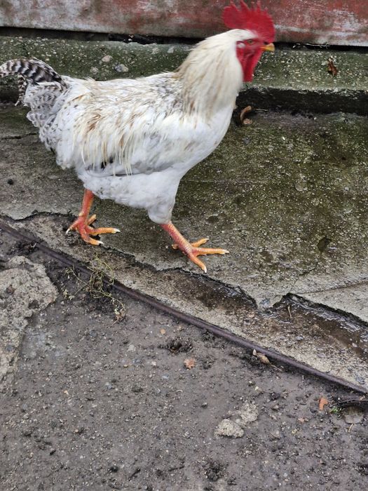 Півень.   Півні.