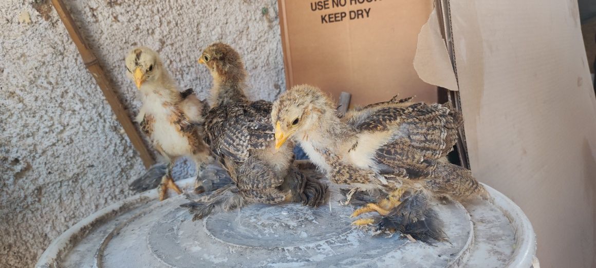 Frango Brahma, e outras raças