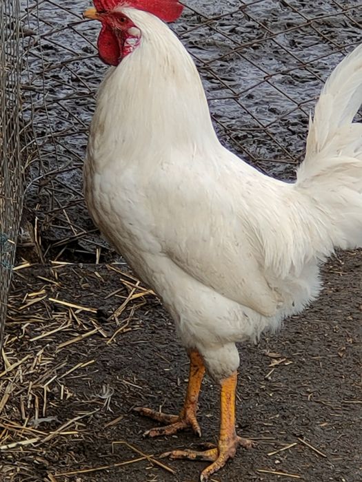 Продам півнів породи Ломан білий