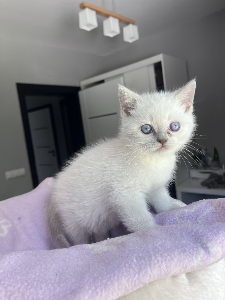 Kot brytyjski GOTOWY DO ODBIORU- kocur Charli