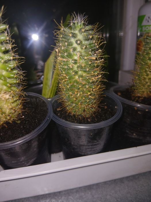 Кактус мамилярия