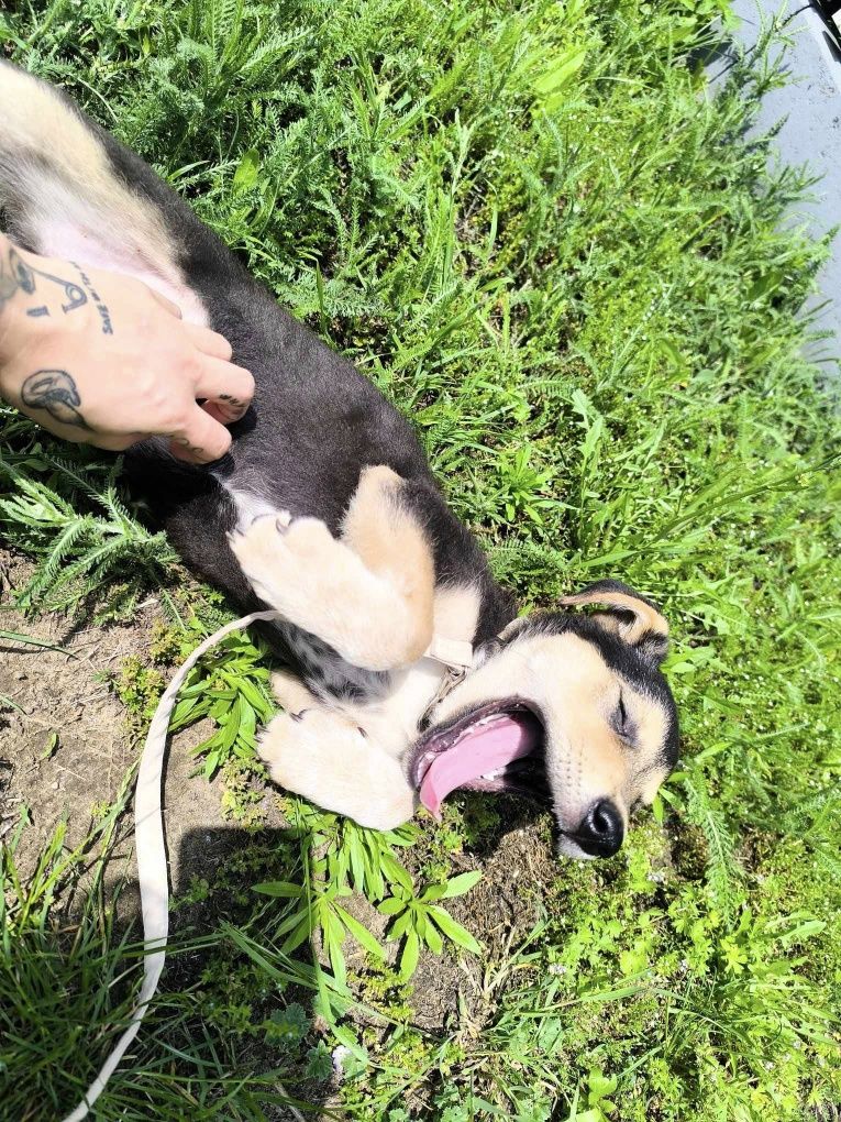 Szczeniak NALA do adopcji