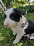 Piesek Border Collie | Szczeniaki Border Collie | REZERWACJA