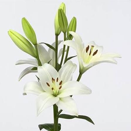 Croa branca e croa rosa para arranjos florais