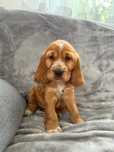Cocker spaniel szczeniak
