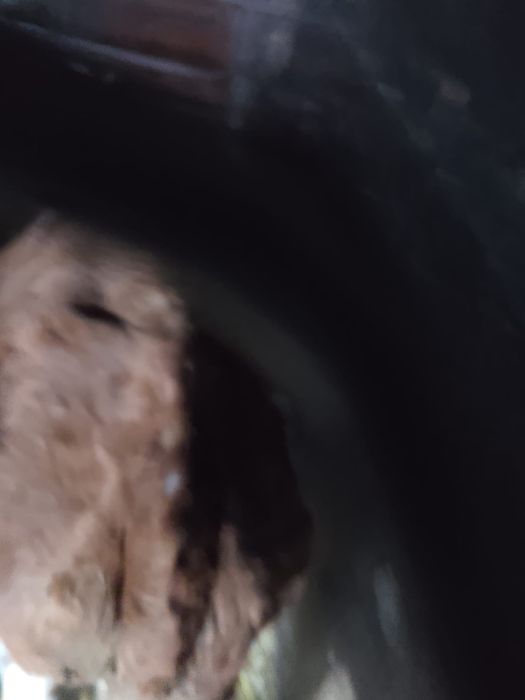 Sprzedam byka simental 4miesiace