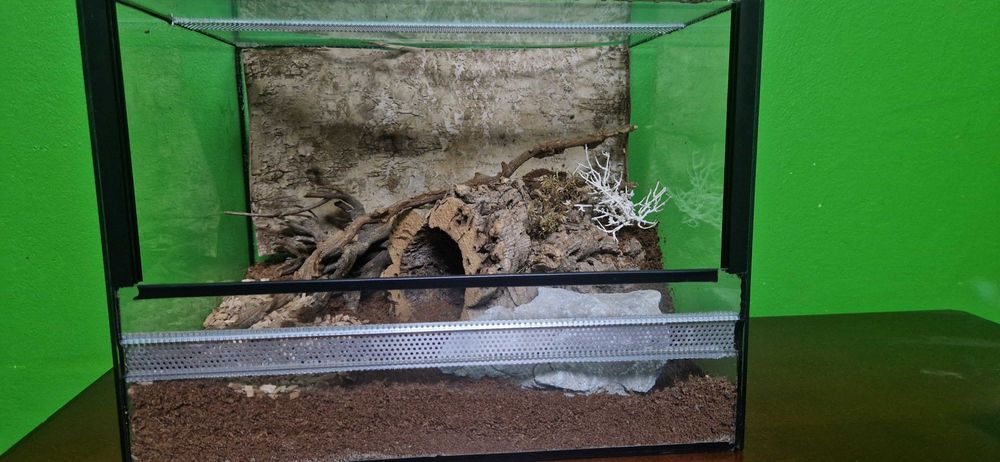 Terrarium 40x30x30 wystrojone