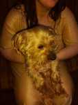 Pies York Terrier Do Adopcji Lub Dom Tymczasowy PILNIE