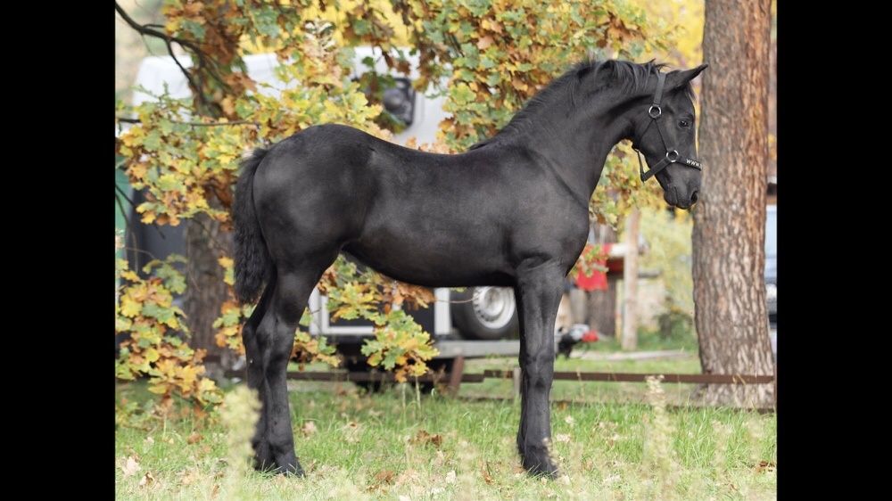 Фриз жеребята