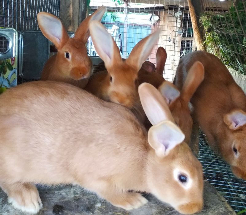 Кролики Бургундцы и помесь  на племя. Есть помесь. . Разные и молодняк