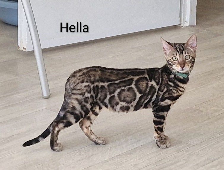 Kot bengalski - smutna Helenka