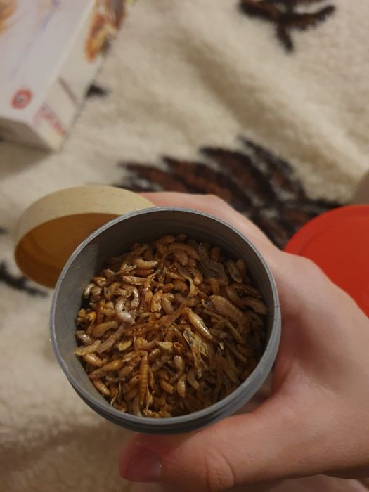 Pokarm dla żółwi wodno lądowego kryl