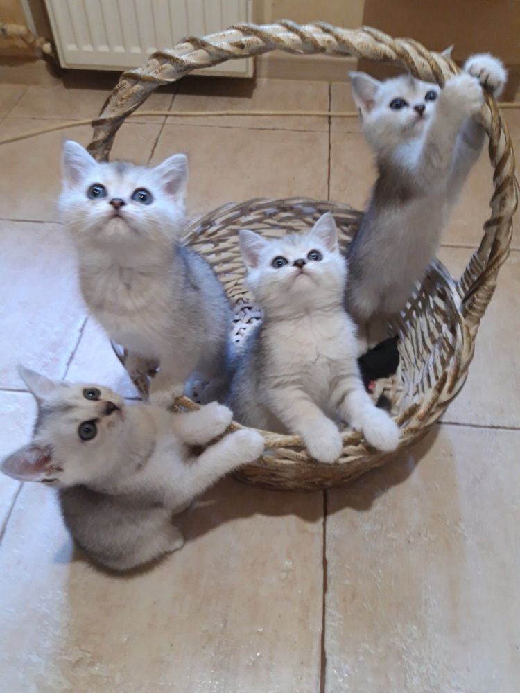 Шотландские котята