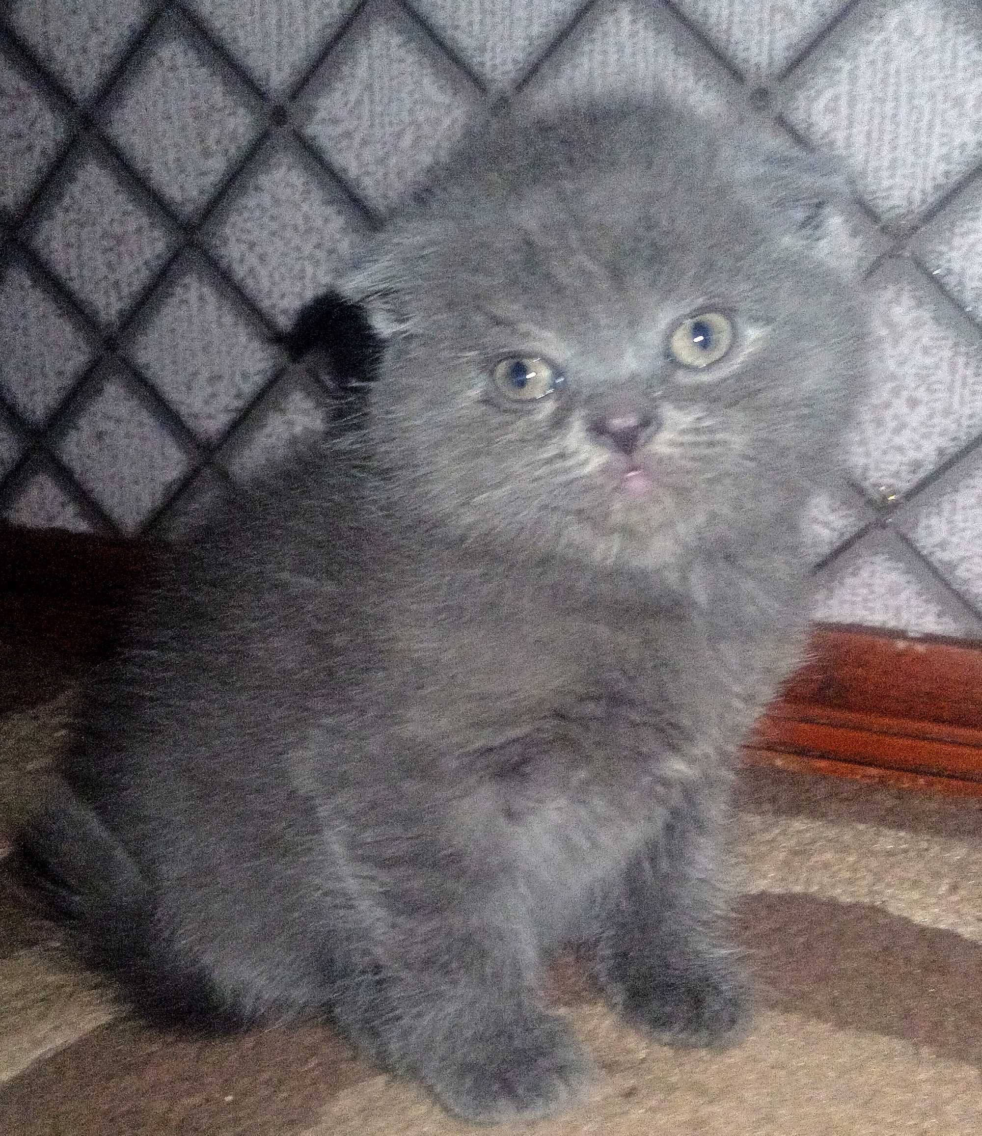 Британські кошенята