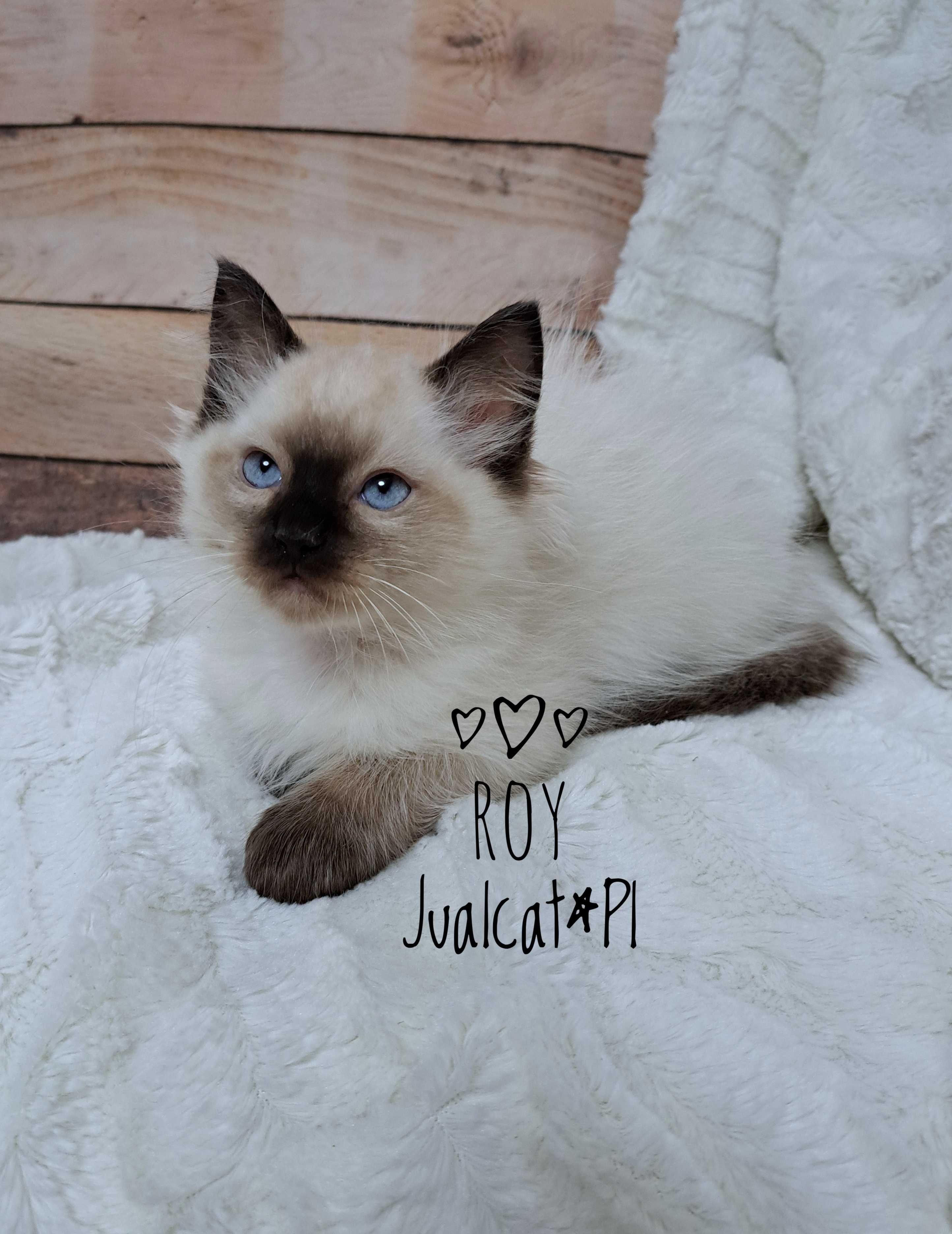 RAGDOLL Kocurek seal colorpoint Rag n Rodówod FPL
