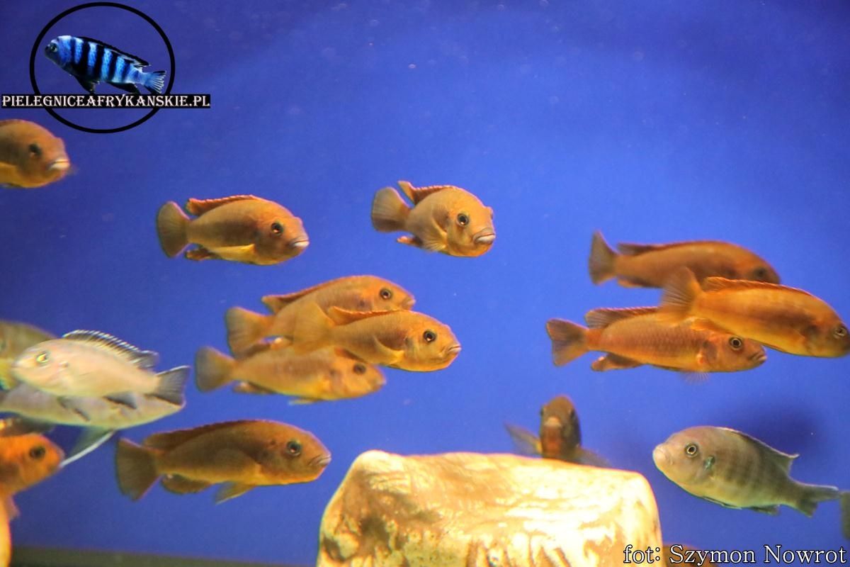 lodotropheus sprengerae makokola reef. Pyszczaki z Malawi.
