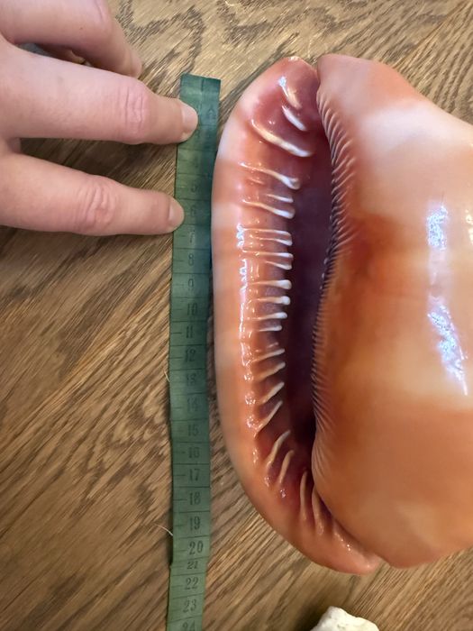 Ракушка Циприякасис Руфа губы мушля идеальная Маврикий