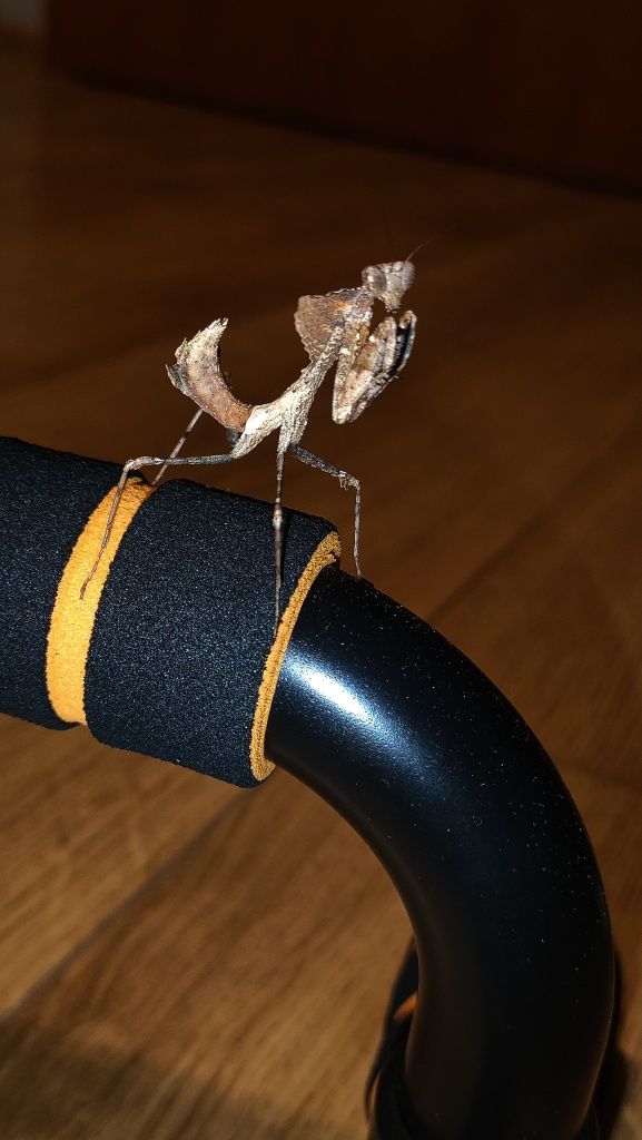 Modliszka Deroplatys desiccata