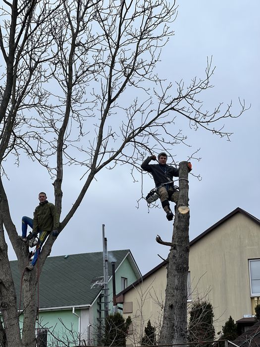 Зрізання аварійних дерев , чистка великих ділянок , різання дров