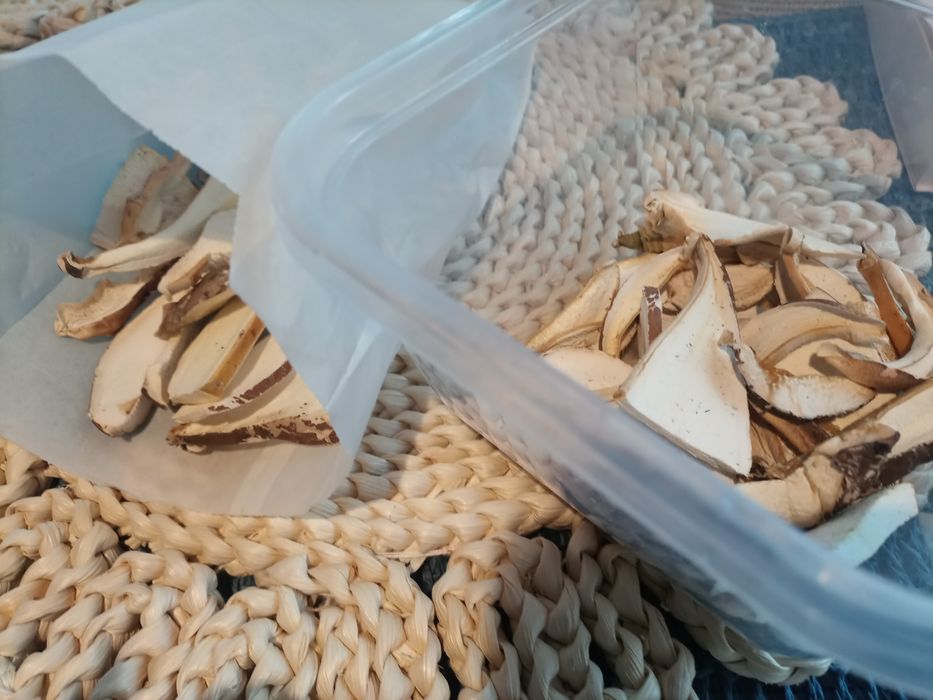 Bialoporek brzozowy