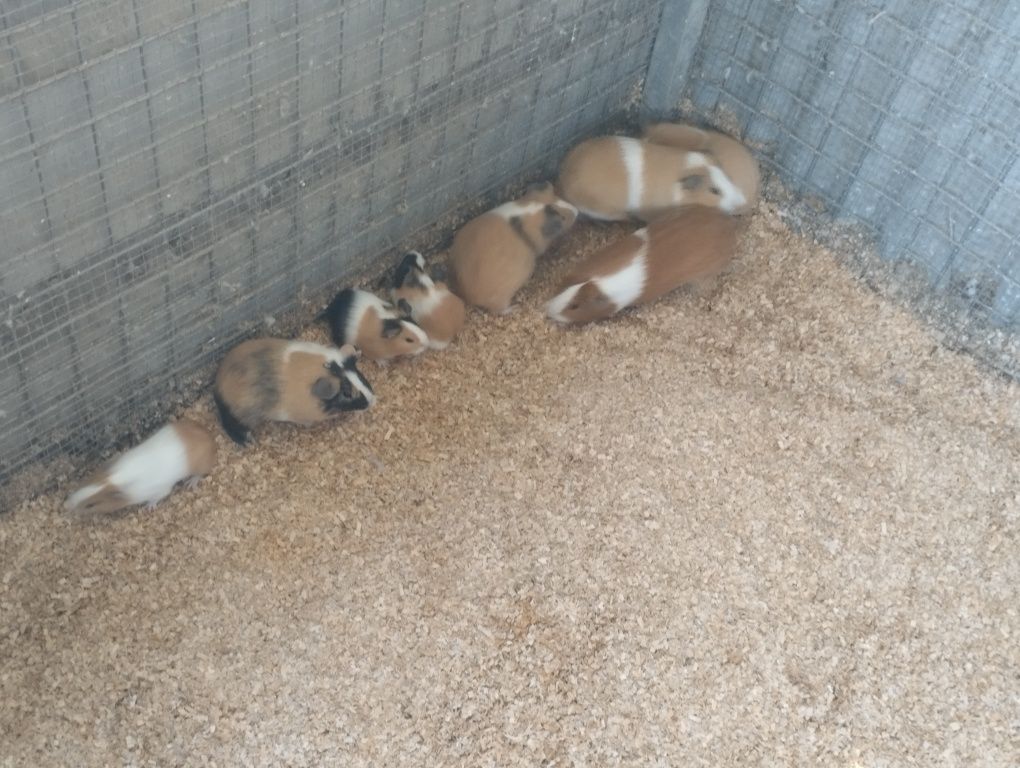 Vendo casais ou individuais