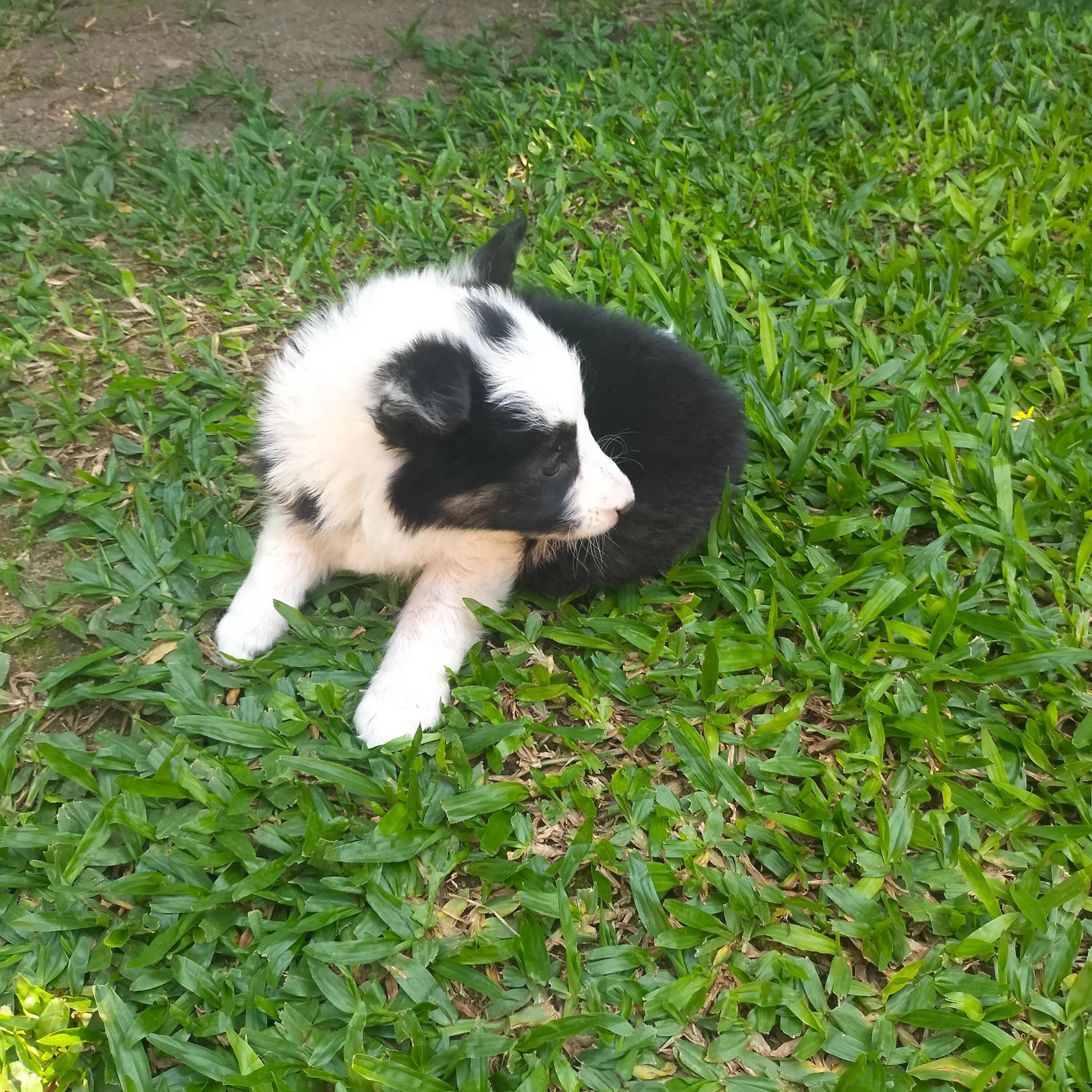 Border collie fêmea