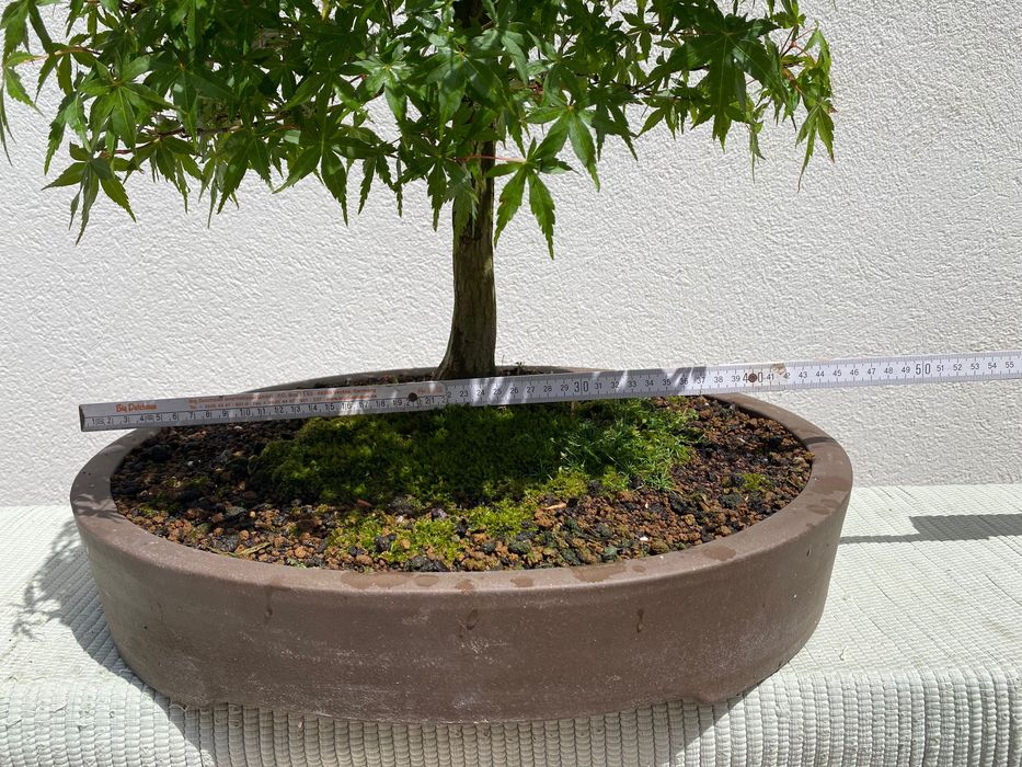 Bonsai Acer Alta qualidade