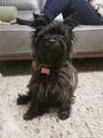 Cairn terrier do adopcji szuka domu suczka