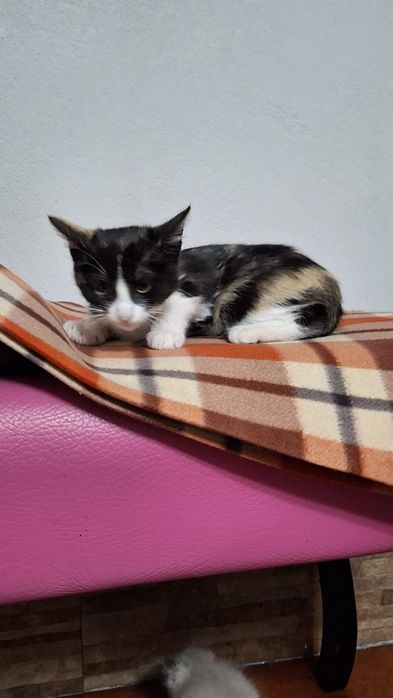 Dá-se gatinhos bebés