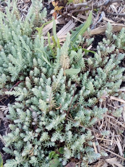 Продам грунтопокривні рослини,по 30грн.великі кущі,чистець та седуми,