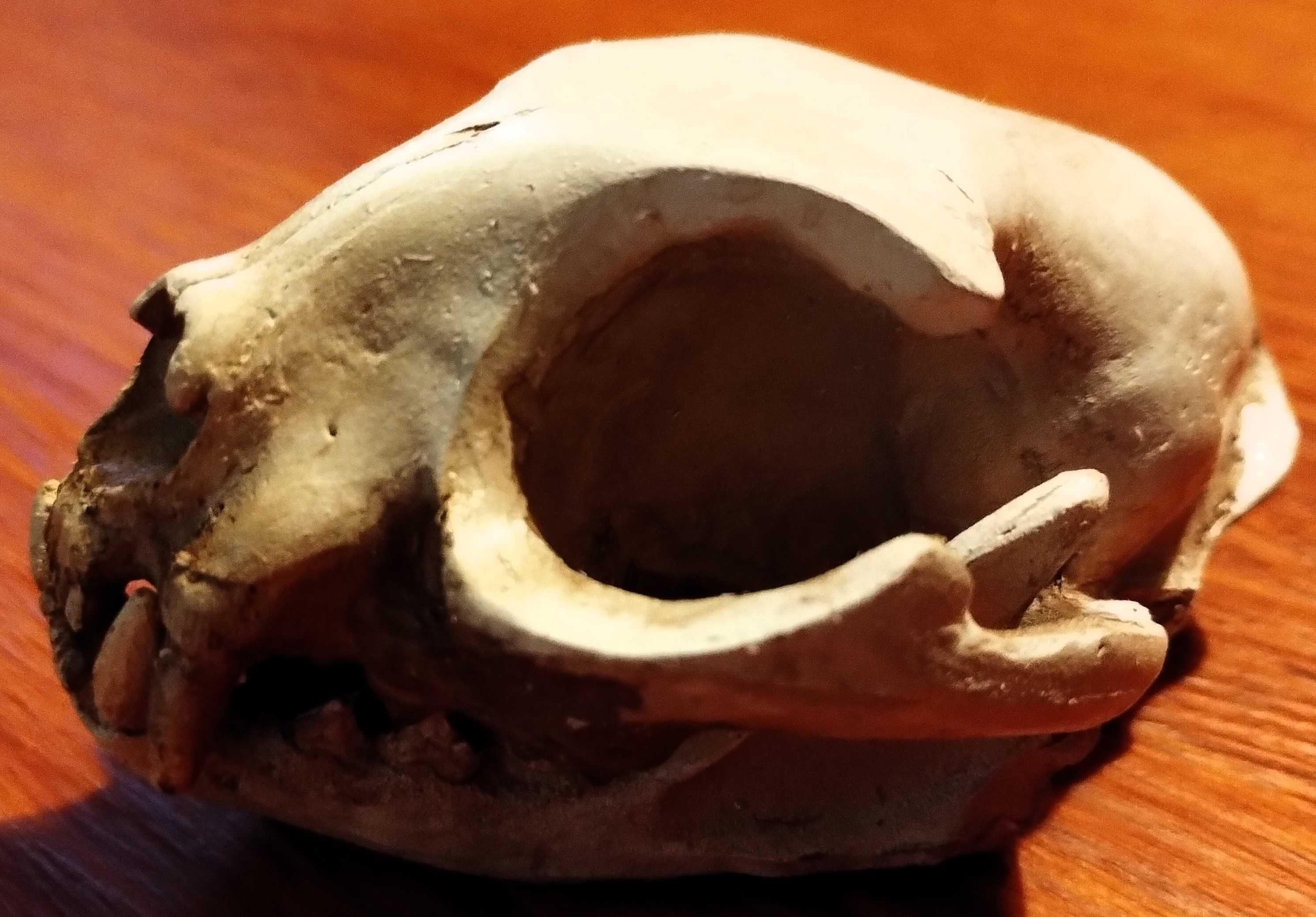 Caveira Gato Cranio Skull Gesso