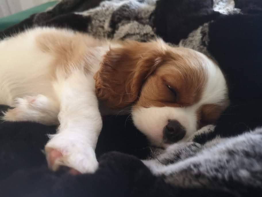 Cavalier piesek ostatni