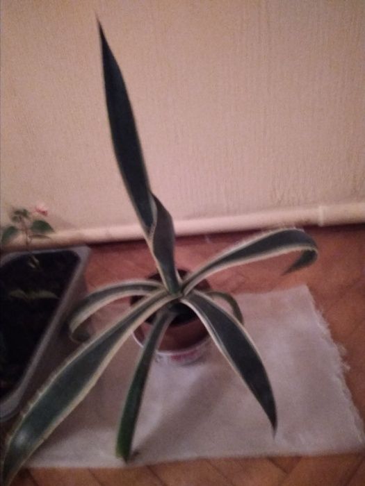 продаю агаву