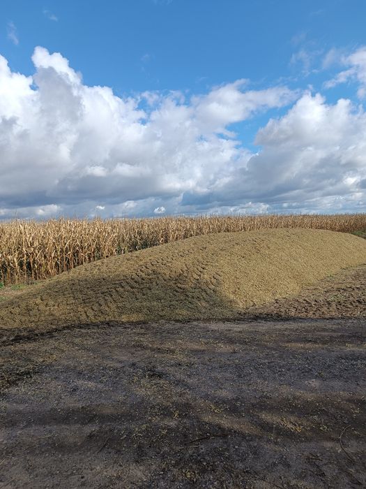 Kiszonka z kukurydzy